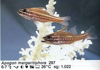Apogon margaritiphora